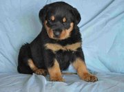 fantastic Rottweiler Puppies