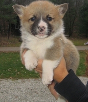 Pembroke Welsh Corgi Puppies