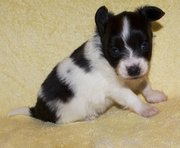 delightful Papillon Puppies