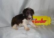 dependable Miniature Schnauzer Puppies