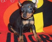devoted  Miniature Pinscher Puppies