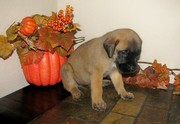 bright Mastiff Puppies