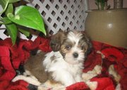calm  Lhasa Apso Puppies