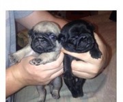 Beautifull Litter Of Pug Puppies