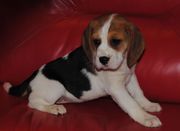 Pedigree Beagle Puppies,  Ready Now