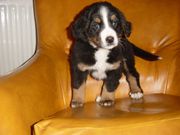 Bernese Mountain Dog Puppies