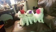 Stunning Pedigree Bichon Frise Puppy For Xmas