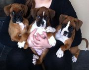 Cute Boxer Puppies For Sale