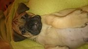 Kc Reg Bullmastiff Puppies