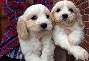 Cavachon Puppies Ready Now