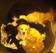 Just 3 Left Pra Cockerpoo Puppy's Ready Now