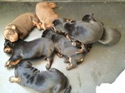 Dobermann Puppes Black And Chocs