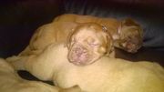 Beautiful Kc Registered Dogue De Bordeaux Pups