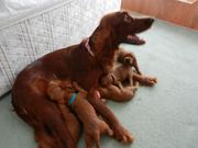 Irish Setter Puppies For Sale