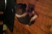 4 Chunky Akita Pups