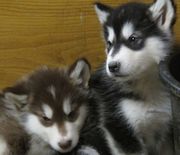 Beautiful Kc Registered Alaskan Malamutes