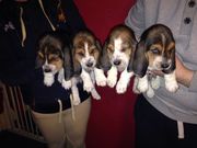 Basset Hound Puppies