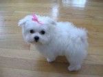 Beautiful Maltese Puppies For Sale