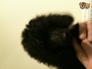 Miniature Poodle Puppies
