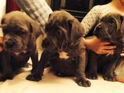 Kc Neopolitan Mastiff Pupies For Sale