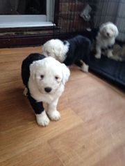 Stunning Litter Of Oes For Sale