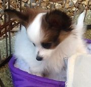 Beautiful Papillon Puppies