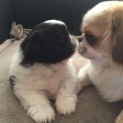 Beautiful Pekingese Puppies