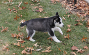 Wow!!! Siberian Husky Puppies Ready This X-Mass