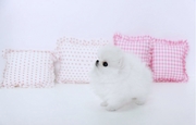 Teacup Pomeranian Puppies! Snowflake