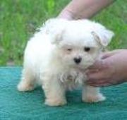 Adorable Maltese Puppies For Adoption