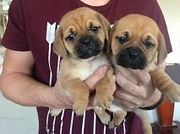KC Reg,  Fawns little boys and girls