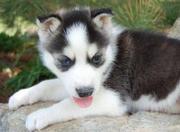 cute siberian husky cute siberian husky