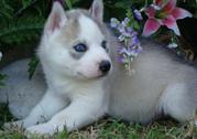  # train Siberian husky puppies