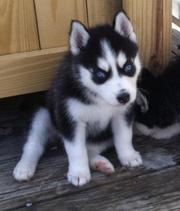 # Nice Sweet Cute Handsome siberian ...