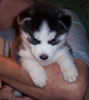 loving Siberian husky puppies