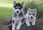 THE MOST CUTE SIBERIAN HUSKY ...