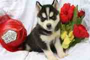 # # # Siberian Husky Puppies ...