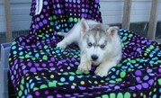 # # # Adorable AKC Male ... Siberian husky