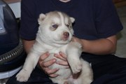 home raise Siberian husky