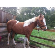 American paint X Vaner 2.8 years old