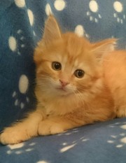  Good  Maine Coon kittens 
