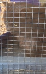good bloodlines  Maine Coon kittens