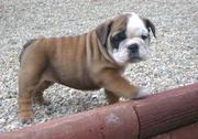 English Bulldog Puppies for Sale