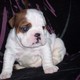 gorgouse english bulldog puppies for adoption