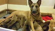 Belgian Malinois Puppies for sale