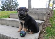 GERMAN SHEPHERD PUPPY FOR SALE