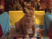 SHIBA INU PUPPY FOR SALE