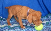 Vizsla Puppies For Sale