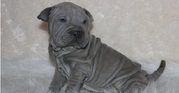 playful with kids Chinese Shar-Pei Puppies