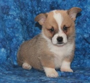 Welsh Corgi (Pembroke) Puppy for Sale